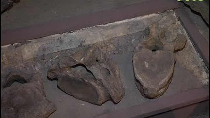 Археологическая находка в центре Самары. На площади Славы обнаружили стоянку древних людей