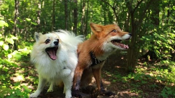 Лис и пес - лучшие друзья / Fox and dog are best friends