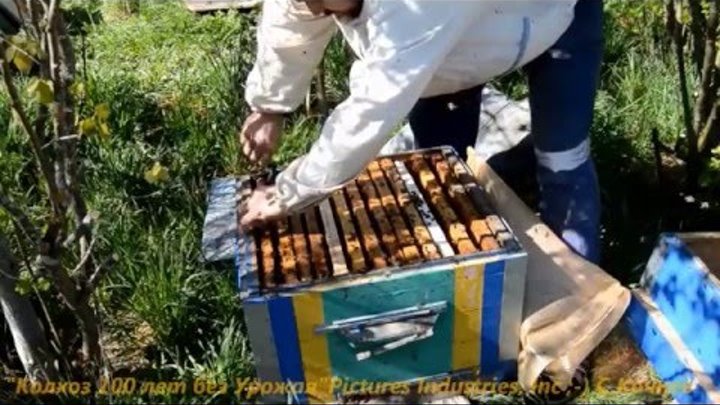 Пчёлы породы Карника.Проверено на себе.Bees breed Karnika.Provereno on itself. Пчёлы породы Карника.Проверено на себе.Bees breed Karnika.Provereno on itself.