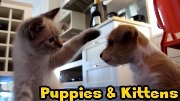 Puppies and Kittens - The cutests ones in the world!! :-)