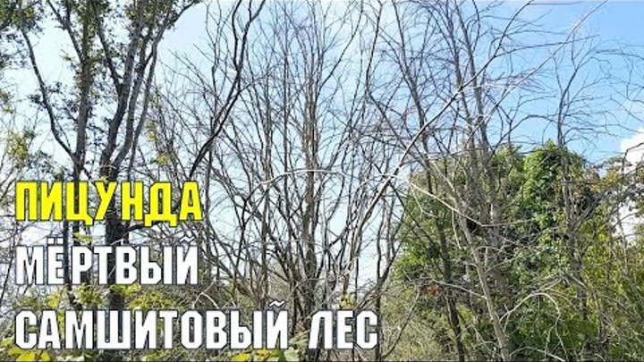 МЁРТВЫЙ ЛЕС В ПИЦУНДЕ | НА ЧЕРНОМОРСКОМ ПОБЕРЕЖЬЕ ПОГИБ РЕЛИКТОВЫЙ САМШИТ смотреть онлайн МЁРТВЫЙ ЛЕС В ПИЦУНДЕ | НА ЧЕРНОМОРСКОМ ПОБЕРЕЖЬЕ ПОГИБ РЕЛИКТОВЫЙ САМШИТ