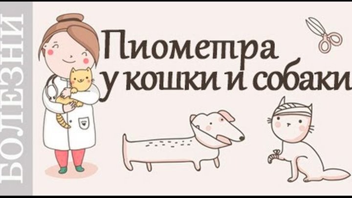 Пиометра у кошки, собаки. Симптомы и лечение. Советы ветеринара