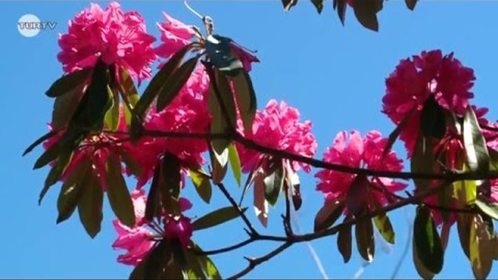 Flores da Madeira - Promoção e divulgação da Madeira Flores da Madeira - Promoção e divulgação da Madeira