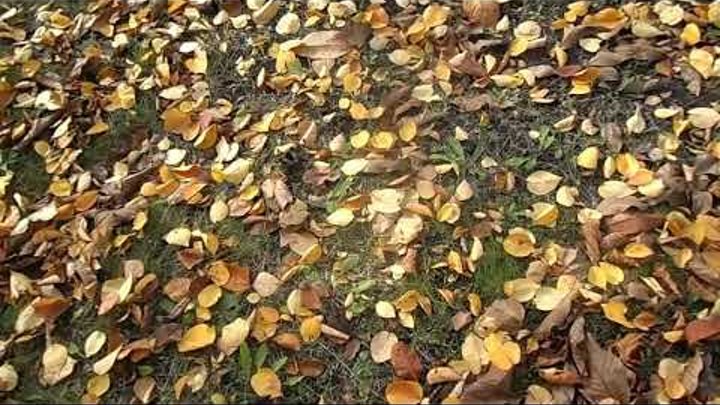 ЯРКИЕ КРАСКИ ОСЕНИ . ЗОЛОТАЯ ОСЕНЬ beautiful nature ЯРКИЕ КРАСКИ ОСЕНИ . ЗОЛОТАЯ ОСЕНЬ beautiful nature