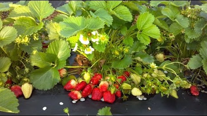 Самые лучшие способы выращивания клубники. The best ways to grow strawberries.