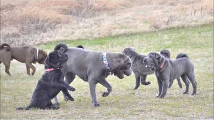 Happy Shar-Pei puppy 2 ブサカワ シャーペイ子犬 の大暴れアルバム 舞州 Happy Shar-Pei puppy 2 ブサカワ シャーペイ子犬 の大暴れアルバム 舞州