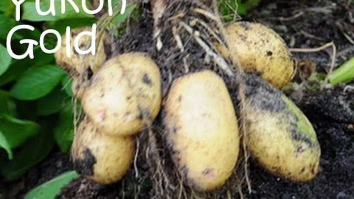 Growing Yukon Gold and Red Pontiac potatoes in my no dig garden смотреть онлайн Growing Yukon Gold and Red Pontiac potatoes in my no dig garden