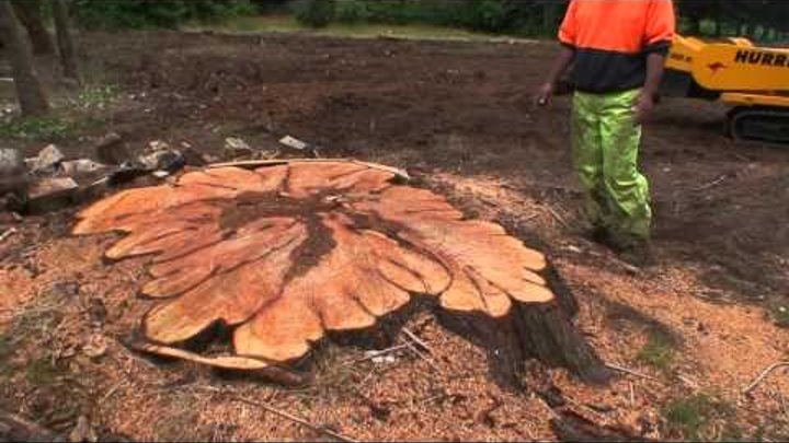 Red Roo: The HURRICANE grinding MASSIVE tree stump - Must watch