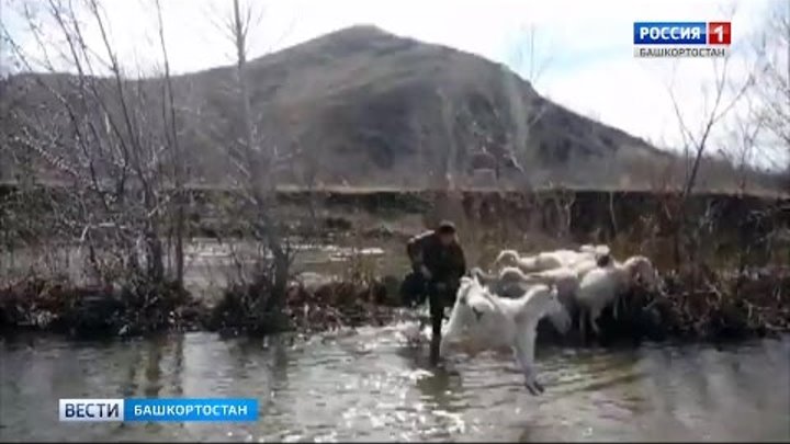 ВИДЕО: В Башкирии мужчина учит коз плавать