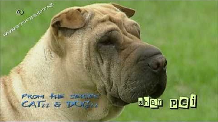 Chinese Shar Pei - Shar-pei #01 Chinese Shar Pei - Shar-pei #01