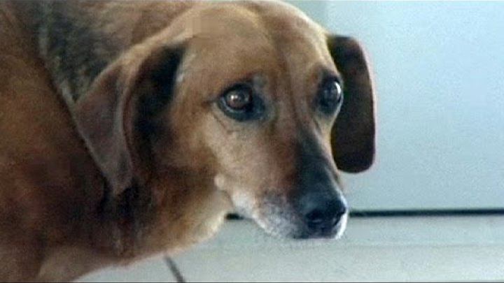 Ρωσία: Μάσα, η σκυλίτσα που περιμένει μάταια το νεκρό αφεντικό της