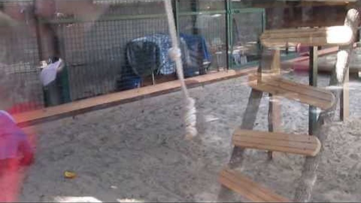 Маленький орангутанг в джинсах Экопарк Фельдмана Харьков Small orangutan in jeans Ecopark Маленький орангутанг в джинсах Экопарк Фельдмана Харьков Small orangutan in jeans Ecopark
