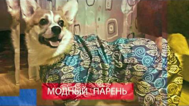 Вельш Корги Пемброк. Маленькая овчарка. Умная собака. HD. PEMBROKE WELSH CORGI. Вельш Корги Пемброк. Маленькая овчарка. Умная собака. HD. PEMBROKE WELSH CORGI.