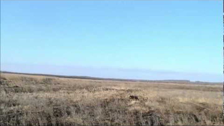 Веймарская легавая (веймаранер) & заяц Краснодарский край, ст. Староминская (охота)