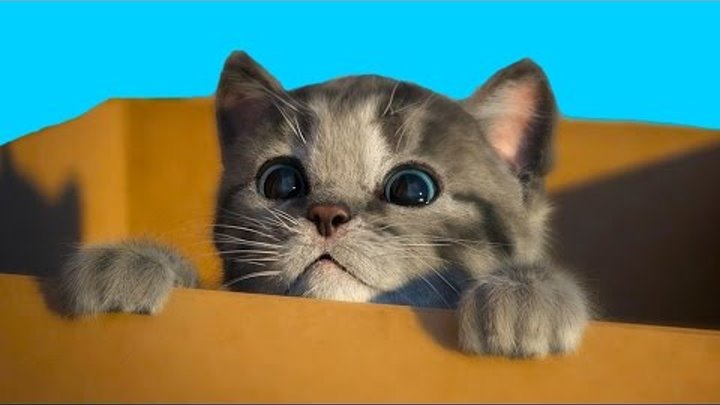 МОЙ Маленький КОТЕНОК СИМУЛЯТОР котика виртуальный питомец как мультик видео для детей #ПУРУМЧАТА