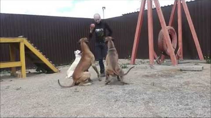 Дрессировка собак в Новосибирске. Игровой метод дрессировки собак.