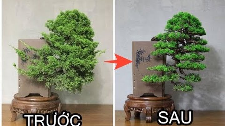 Quá trình biến đổi của bonsai khi có bàn tay con người tác động