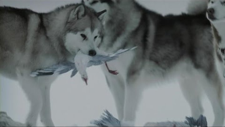 Белый плен (2006) Трейлер на Русском смотреть онлайн Белый плен (2006) Трейлер на Русском