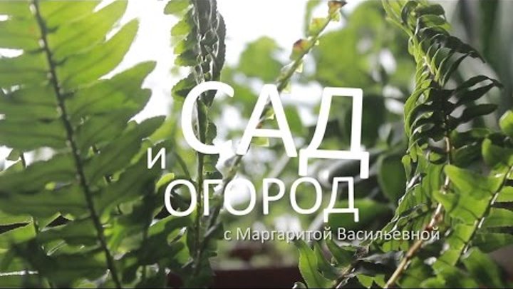 Сад и огород с Маргаритой Васильевной - сезон 2, выпуск 1 Сад и огород с Маргаритой Васильевной - сезон 2, выпуск 1
