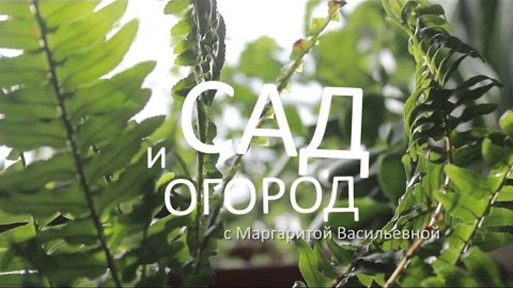 Сад и огород с Маргаритой Васильевной - сезон 2, выпуск 1