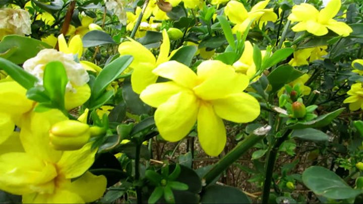 Жёлтый Жасмин кустариковый!!!Jasminum fruticons.Кирьят-Ям.ИзраилKiriayt-aym. Israel.l.