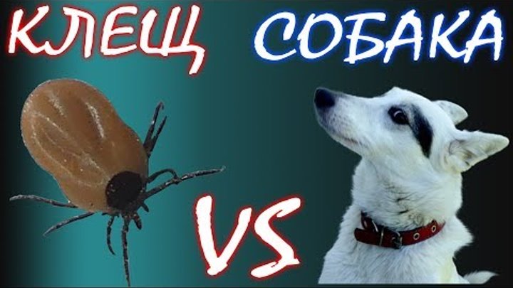 🐕 Собаки VS Клещи 🕷️ УКУСИЛ КЛЕЩ 🕷️ КАК ВЫТАЩИТЬ КЛЕЩА, как защититься от клещей, средство защиты 🐕 Собаки VS Клещи 🕷️ УКУСИЛ КЛЕЩ 🕷️ КАК ВЫТАЩИТЬ КЛЕЩА, как защититься от клещей, средство защиты