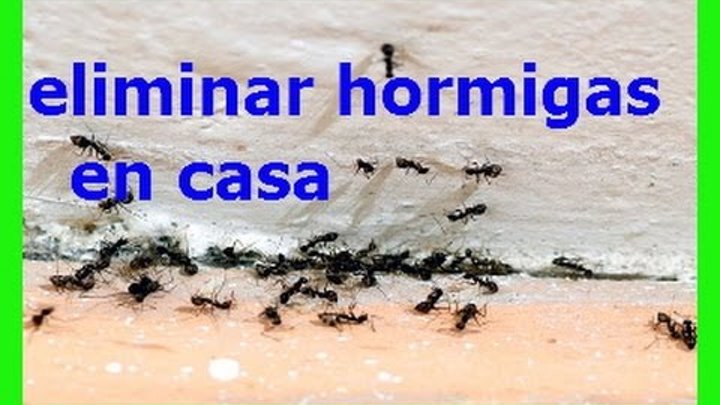 Se Puede Eliminar una Plaga de Hormigas en Casa