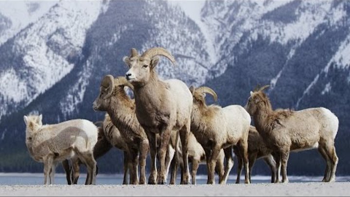 Alberta Canada - Banff Frozen in Time in 4K! Alberta Canada - Banff Frozen in Time in 4K!