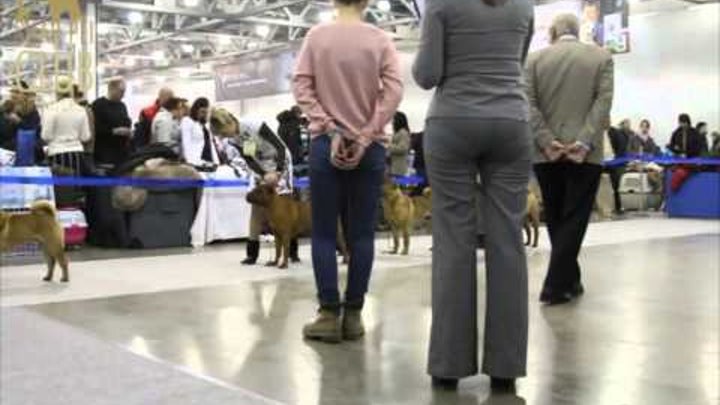 Eurasia 1, 2012 Shar Pei in ring. Шарпеи на Евразии-1, 2012