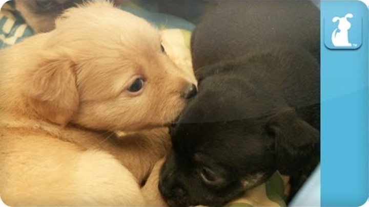 Puppies, Puppies, and More Puppies - Episode 1 Puppies, Puppies, and More Puppies - Episode 1