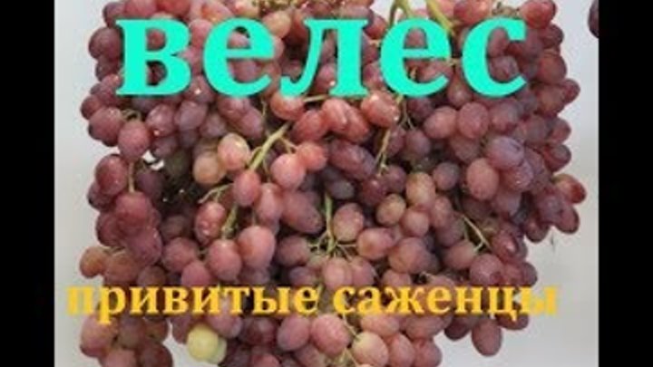 Виноград Кишмиш Велес (grapes seedless kishmish Veles, huge bunches )