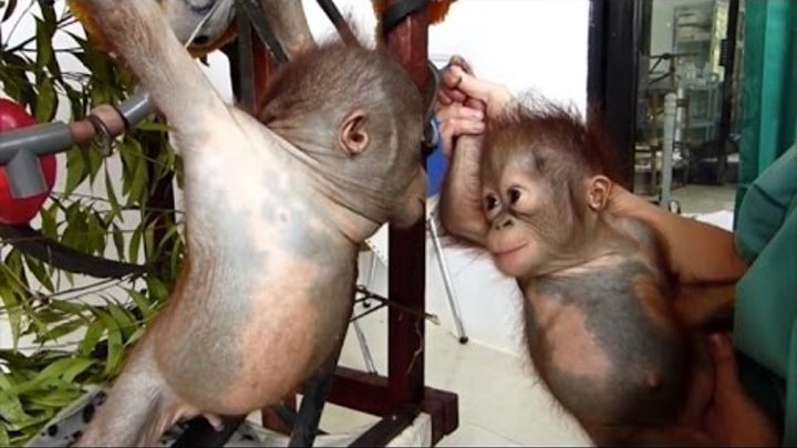 Watch Gito Who Was Found in a Box Meet Another Orangutan for The First Time