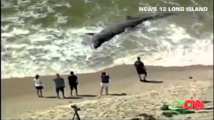 Морские гиганты Огромную акулу выбросило на берег после шторма! Опасные животные