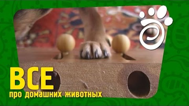 Развивающие Игры Для Собак. Все О Домашних Животных Развивающие Игры Для Собак. Все О Домашних Животных