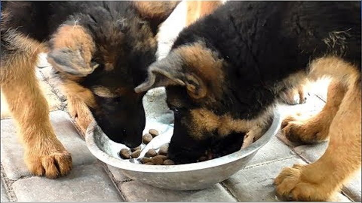 Кормление щенков Немецкой овчарки 2,5 мес. Feeding puppies German Shepherd 2,5 months.