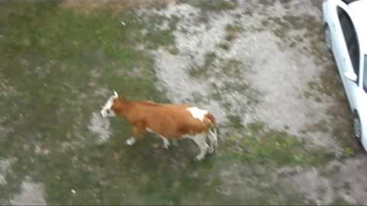 коровы , гуляющие сами по себе