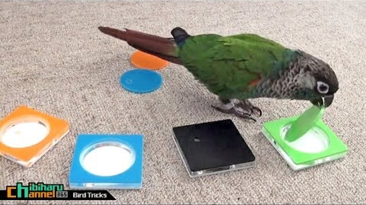 ウロコインコ： 【チビの上級芸】 Conure: Chibi Tricks - Bird Tricks