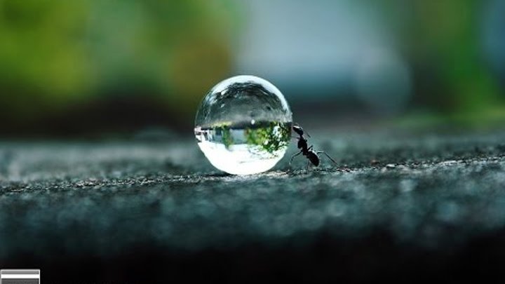 История о муравье ,который нес воду для Пророка Ибрагима (мир ему)