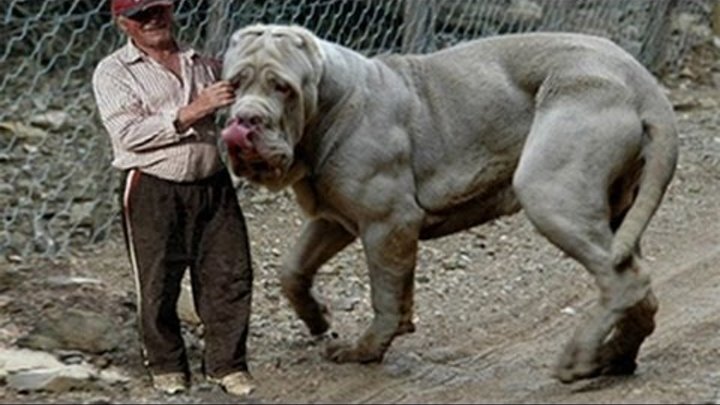 TOP 10: LOS PERROS MÁS GRANDES Y FUERTES DEL MUNDO TOP 10: LOS PERROS MÁS GRANDES Y FUERTES DEL MUNDO