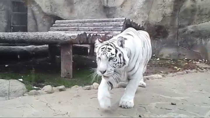 Нападение белого тигра / White tiger attack