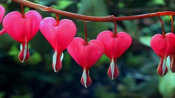 Las 10 flores más hermosas del mundo 🌷 Las 10 flores más hermosas del mundo 🌷