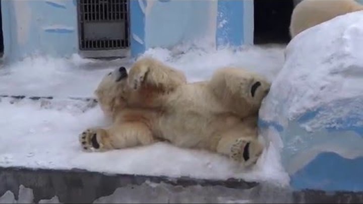 Белые медведи Кай и Герда. в Новосибирском зоопарке. 25.03.2015.