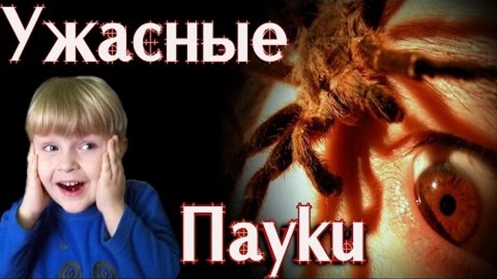 Пауки возле нас. Ужас, какие они страшные! Spiders next to a man. Terrible Spider! Пауки возле нас. Ужас, какие они страшные! Spiders next to a man. Terrible Spider!