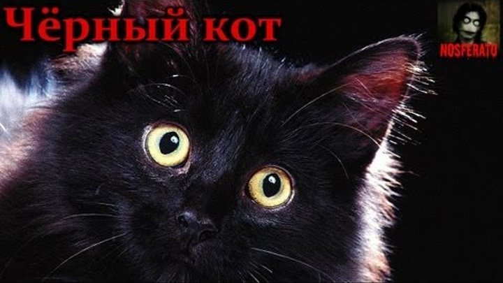 Чёрный кот (рассказ)