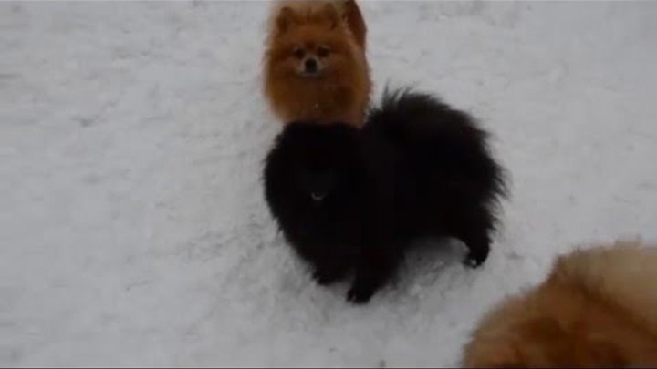 Огненный Лис Дея Дивная Ночь. ( Шелли Сладкая Ягодка х Артур Крон Принц) 2 года. Огненный Лис Дея Дивная Ночь. ( Шелли Сладкая Ягодка х Артур Крон Принц) 2 года.