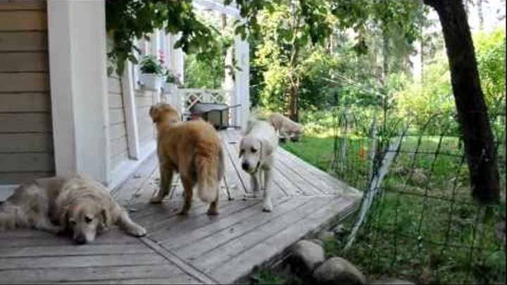 Golden retriever puppy gets apples /Щенок ретривера рвет яблоки