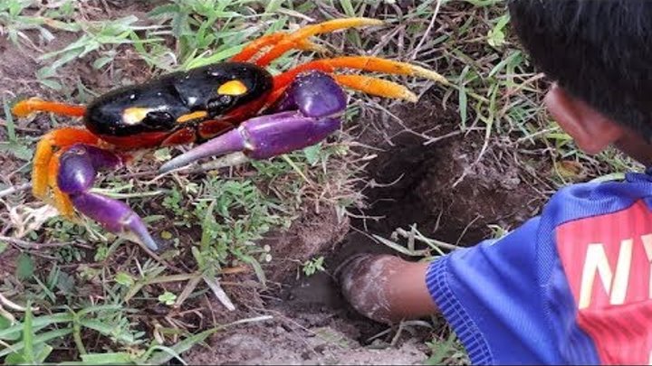 mudcrab catch n cook - old style - how to find mud crab and dig for food at my province смотреть онлайн mudcrab catch n cook - old style - how to find mud crab and dig for food at my province