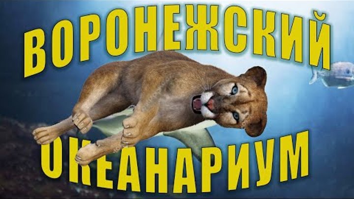 Воронежский океанариум 2019. Сити-Парк "Град" Воронежский океанариум 2019. Сити-Парк "Град"