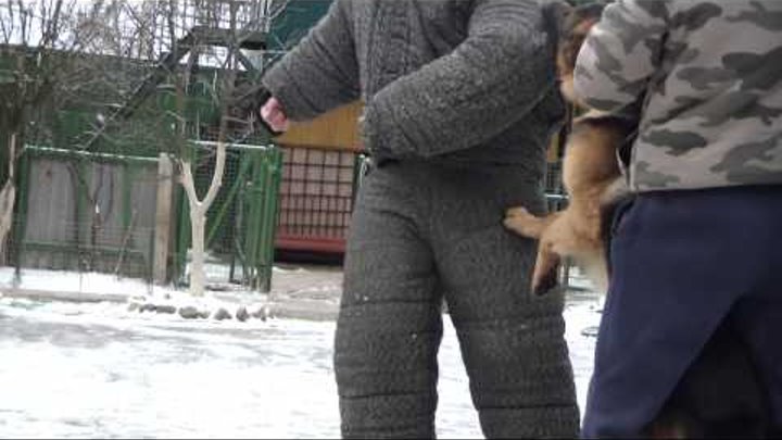 Охрана территории собакой. Дрессировка немецкой овчарки http://dogclass.ru/