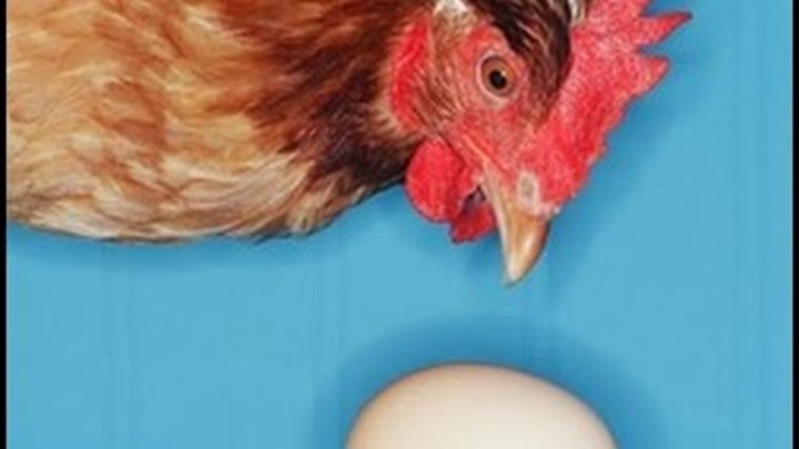 Почему куры едят свои яйца, что делать?
